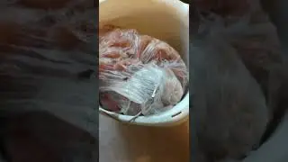 Домашняя колбаса по мотивам краковской.