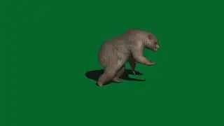 Green screen bear, green scree animals for use in chroma key