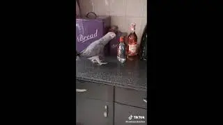 Попугай алкоголик - горе в семье🤣