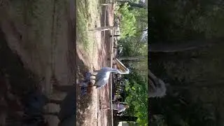 Pamje fantastike nga afer e Pelikanit Kaçurrel ne Divjake