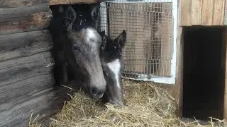 Необычная зимовка для Жеребят