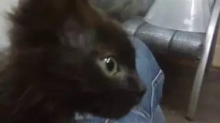 Муха.