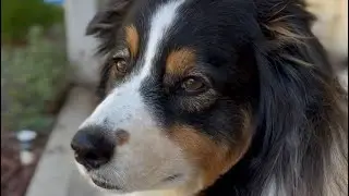 Take in life at a dog’s pace - soothing and relaxed
