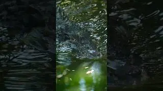 Alligator facts you didn't know #alligator #alligators #animals #animalfacts