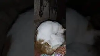 Снежка мнёт Персю