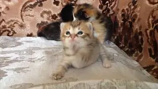Опыт выхаживания новорождённых котят 2 / ЛапУшки Котейки
