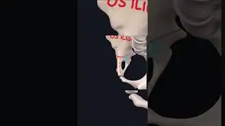 Жамбас сүйегі.Таз.Pelvis