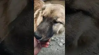 Пузантумбочка😂🐕 