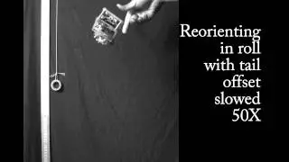 A nonlinear feedback controller for aerial self-righting by a tailed robot