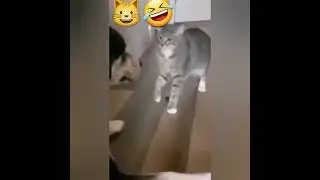 ❤️623❤️ ПРОБА..Проба ..😺🙏😺🤣🙀😾😻