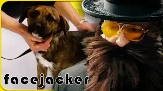Terry Tibbs Helping Puppies In Need | Facejacker
