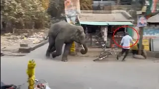 Wild Elephant attack video | Elephant attack | Elephant video | Wild elephant