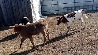 Телята на прогулке 🐂Дела весенние. Собрали весь метал🏘️