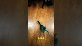 Funny pets play pranks😂🤪🤣 #animals #pets #funnyvideo #dog #cat #youtubeshorts