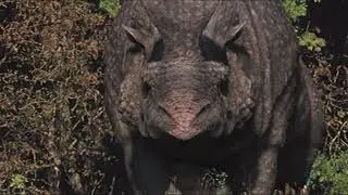 Embolotherium tribute