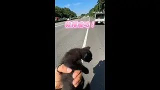 小貓受困國道險被貨車輾過 熱心哥急抱起：帶你回家～ #Shorts