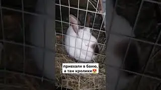 #rabbit