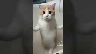 Чипи чапа чапа вместе с котиком #юмор #like #a4