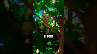 Ito nga pala pusa namin at ang pangalan niya po is Bella