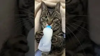 немного котиков