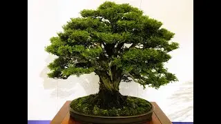 98th ed. KOKUFU BONSAI EXHIBITION 2024  PART 1 (Video A) [Feb. 9th~12th/2024] ・第98回国風盆栽展（前期）ビデオ A