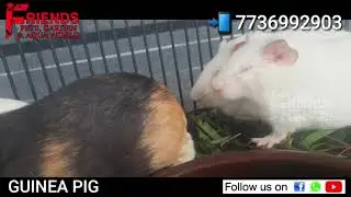 GUINEA PIG