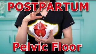 The BEST Postpartum Pelvic Floor Exercise | Physical Therapy | Hip Rolls