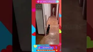 Vivo ou morto com gatinho esperto #shorts (cute cats)