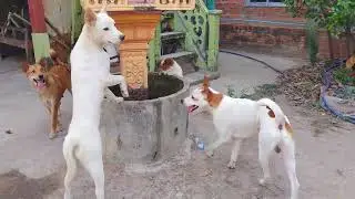 The dog walks happily in the park4