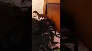 25. Ласка и океан черного шелка волос.Weasel and the ocean of black silk hair