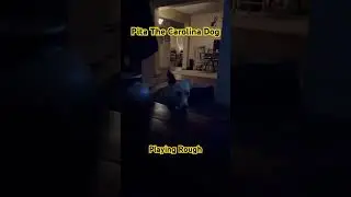 Pita barking and playing 
