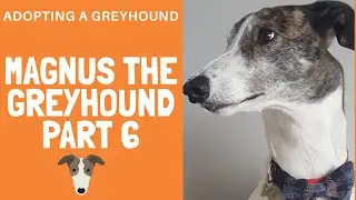 Greyhound adoption - Magnus Part 6
