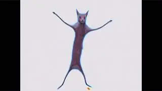 Ебанутый кот танцует под странную музыку