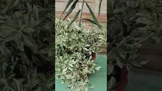 ficus plant #shorts