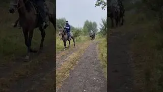 Конные прогулки в Кисловодске. Загляденье! Съёмка: Меленчук Данила #меленчукданила #конныепрогулки