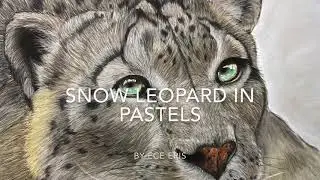 Snow Leopard in Pastel Pencils