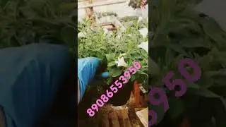 Irkutsk, sale of petunias
