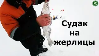 СУДАК НА ЖЕРЛИЦЫ! ПРИШЛОСЬ ПОБЕГАТЬ, РЫБАЛКА С НОЧЕВКОЙ НА ТОБОЛЕ, ПОЛНЫЙ РОТ ЖИВЦОВ В СУДАКЕ!