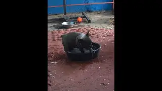 Blue French Bulldog Playing with Water 🐾  | MDC DOGS