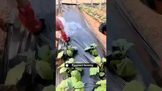 Two Different Types Of Mulching Films #agriculture #farming