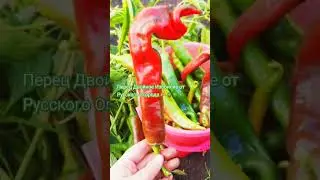 Садоводы!!! Пришла Пора Сеять Перец#сад#огород#сорта#обзорсемян