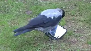 Очень умная ворона!!!