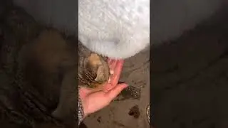 撿來第三天流浪貓