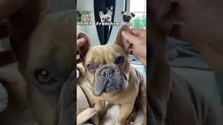 Yoda, Frenchie, puuugg 🎶 #dog #frenchie #frenchbulldog #pug #cutedog