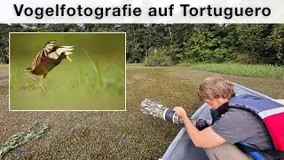 Wildlife auf Tortuguero - Meeres-Schildkröten, Eisvögel und Stromausfall
