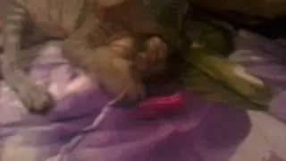 Мой кот самсон играеца