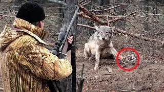 The man freed this wolf from the trap, and two years later her pack repaid with kindness!