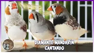 Zebra finches singing🦜