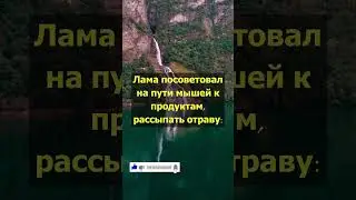 Как бороться с мышами? #Притча