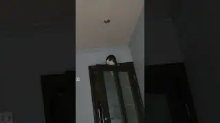 Симба
